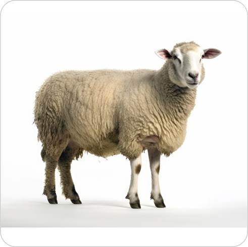 Küçükbaş Hayvanlar